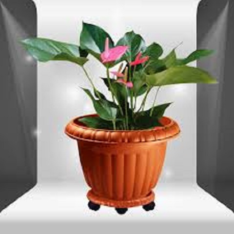 تصویر 5 از قیمت خرید گلدان پلاستیکی عروسکی+ فروش ویژه