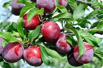تصویر 3 از خرید و فروش آلو جنگلی بسته بندی با شرایط فوق العاده