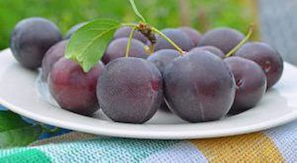 تصویر 3 از فروش آلو جنگلی شمال + قیمت خرید به صرفه