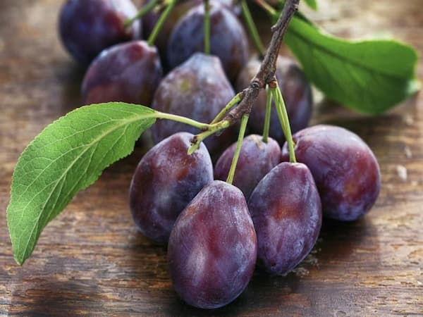 تصویر 1 از فروش آلو جنگلی شمال + قیمت خرید به صرفه