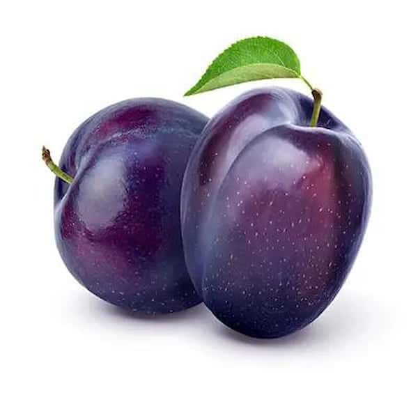 تصویر 3 از خرید و قیمت آلو جنگلی سیاه + فروش عمده