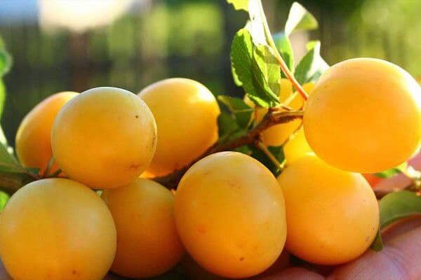 تصویر 5 از قیمت آلو جنگلی زرد با کیفیت ارزان + خرید عمده