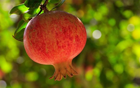 تصویر 5 از قیمت انار دانه درشت با کیفیت ارزان + خرید عمده