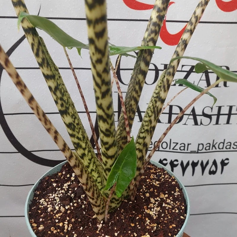 تصویر 3 از قیمت خرید گیاه آلوکازیا زبرینا عمده به صرفه و ارزان