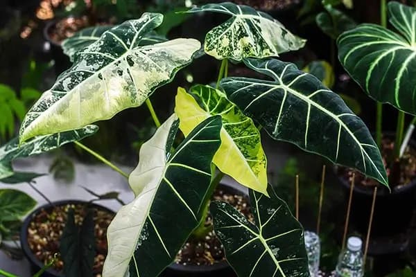 تصویر 1 از خرید و فروش گل آلوکازیا ابلق با شرایط فوق العاده