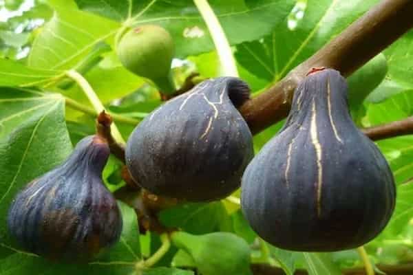 تصویر 1 از خرید و قیمت انجیر سه آ تازه + فروش عمده