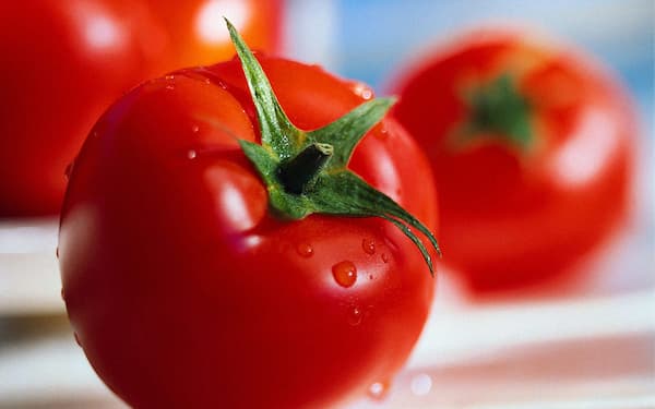 تصویر 3 از قیمت خرید گوجه فرنگی تازه عمده به صرفه و ارزان