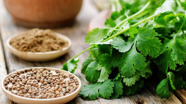 تصویر 4 از قیمت خرید برگ گشنیز خشک با فروش عمده