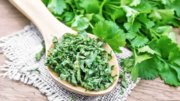 تصویر 2 از قیمت خرید برگ گشنیز خشک با فروش عمده