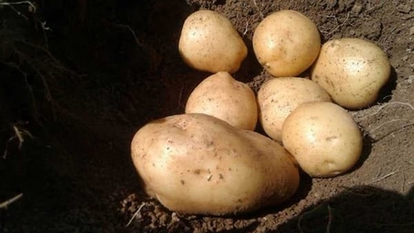 تصویر 1 از قیمت خرید سیب زمینی رقم جلی با فروش عمده