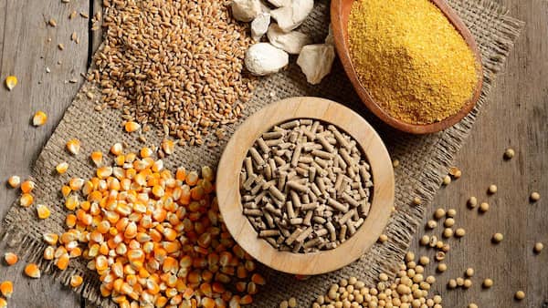 تصویر 1 از خرید و قیمت مکمل گیاهی دام + فروش عمده