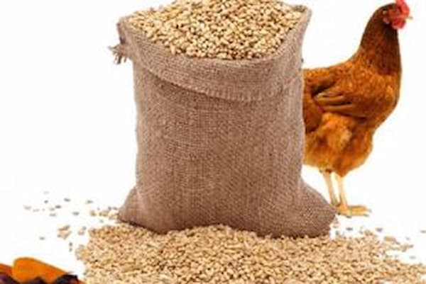 تصویر 3 از فروش مکمل گیاهی طیور + قیمت خرید به صرفه