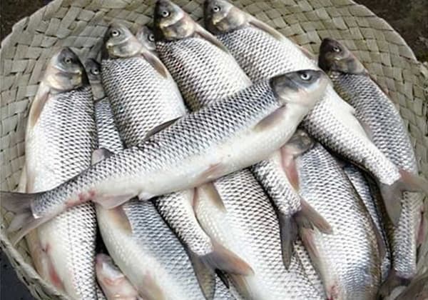 تصویر 5 از خرید و قیمت ماهی سالمون پرورشی شمال + فروش صادراتی