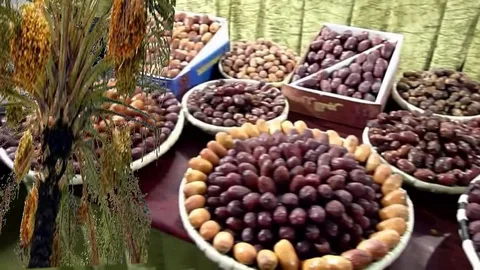 تصویر 3 از فروش + قیمت استثنایی خرما حلوایی مجلسی