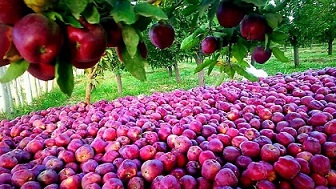 تصویر 2 از قیمت خرید سیب درجه یک با فروش عمده