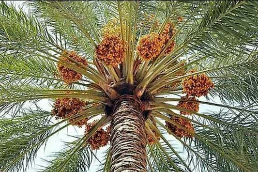 تصویر 1 از خرید خرما زاهدی تازه + قیمت فروش استثنایی