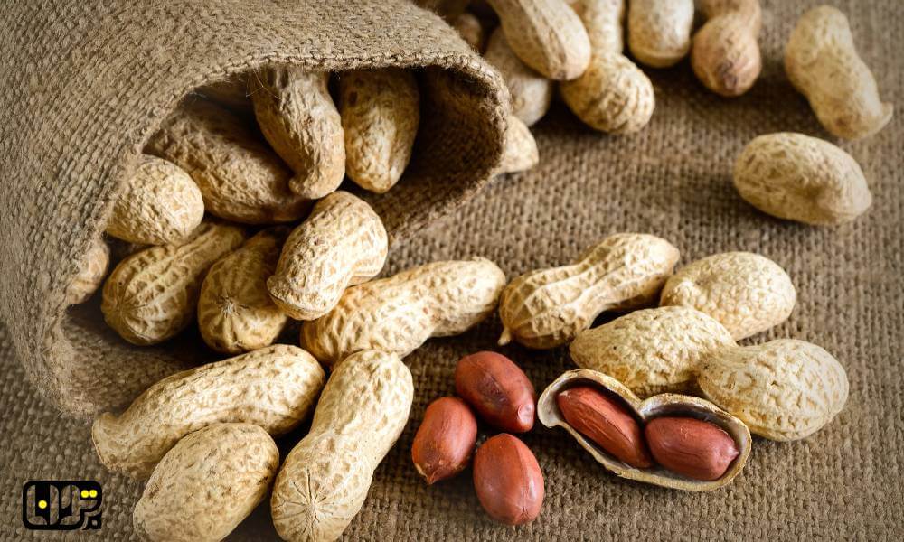 تصویر 2 از بادام زمینی آستانه اشرفیه فروش