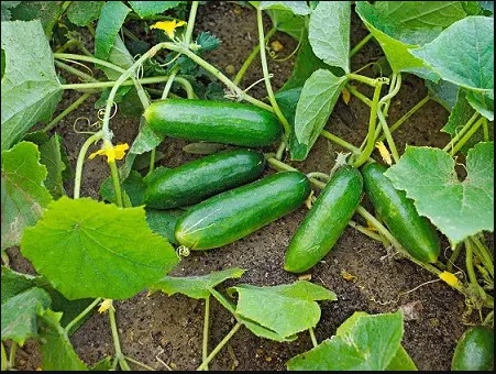 تصویر 2 از خیار سبز گلخانه ای + فروش ویژه