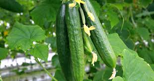 تصویر 4 از خیار سبز گلخانه ای + فروش ویژه