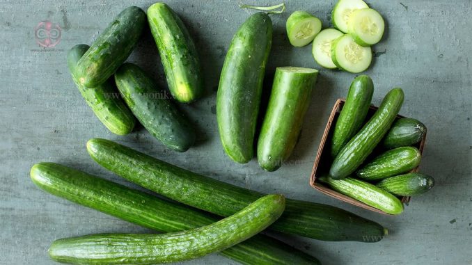تصویر 4 از خیار سبز بوته ای + فروش ویژه