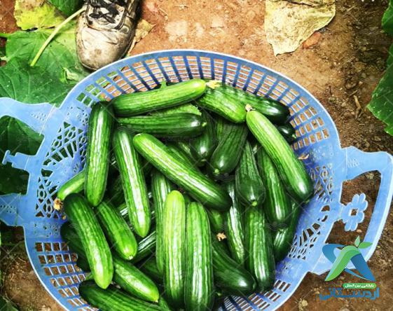 تصویر 1 از فروش خیار سبز محلی + خرید باورنکردنی
