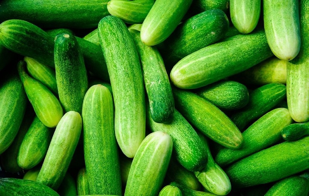 تصویر 3 از خیار سبز قلمی صادراتی با کیفیت+ فروش ویژه