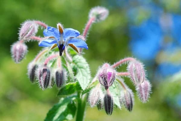 تصویر 3 از خرید گل گاوزبان هندی + قیمت فروش استثنایی