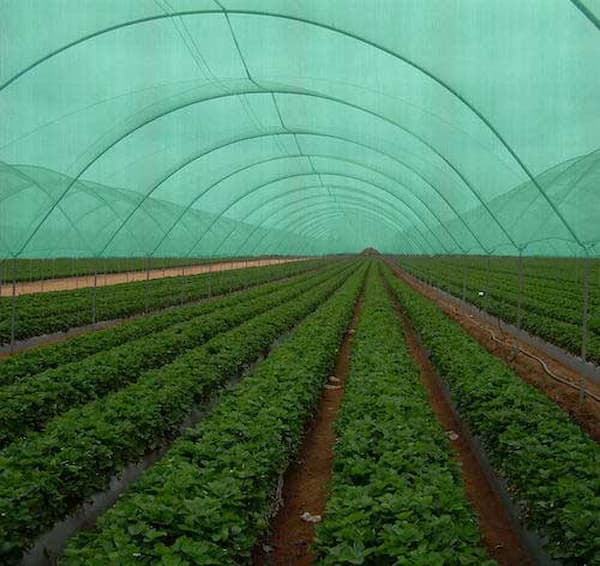تصویر 3 از قیمت نایلون گلخانه ای سبز + خرید باور نکردنی
