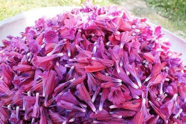 تصویر 2 از خرید گل گاوزبان صورتی + قیمت فروش استثنایی