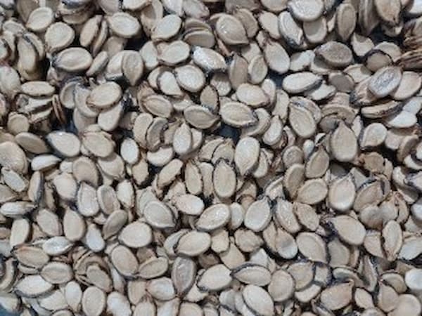 تصویر 5 از قیمت تخمه محبوبی خام + خرید باور نکردنی