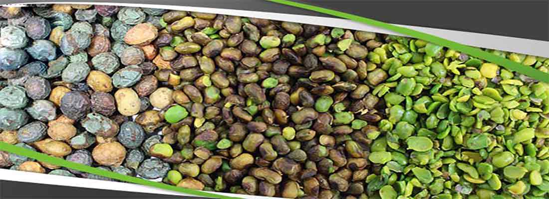 تصویر 1 از خرید مغز پسته کوهی + قیمت فروش استثنایی