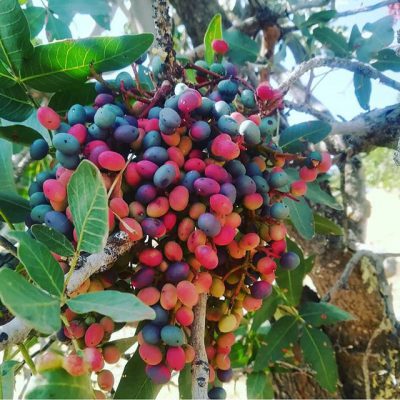 تصویر 2 از خرید مغز پسته کوهی + قیمت فروش استثنایی