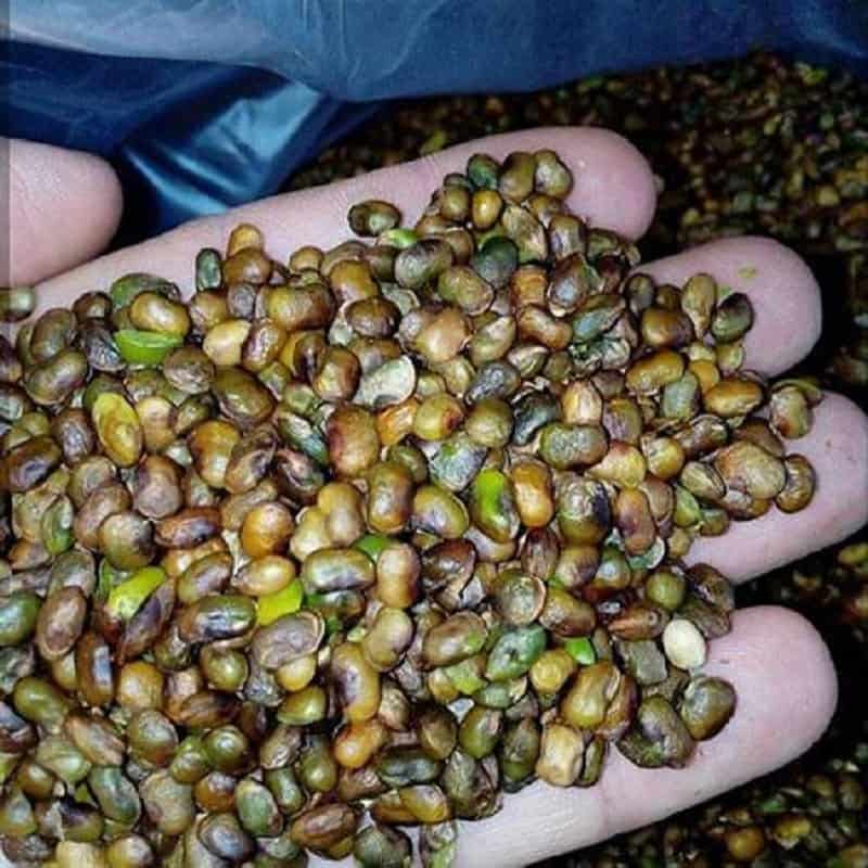 تصویر 5 از خرید مغز پسته کوهی + قیمت فروش استثنایی