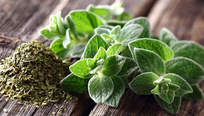 تصویر 5 از قیمت خرید آویشن کوهی خشک با فروش عمده