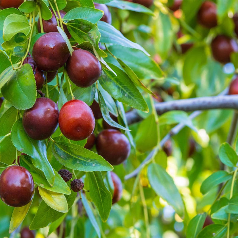 تصویر 2 از خرید و فروش نهال عناب گرمسیری با شرایط فوق العاده