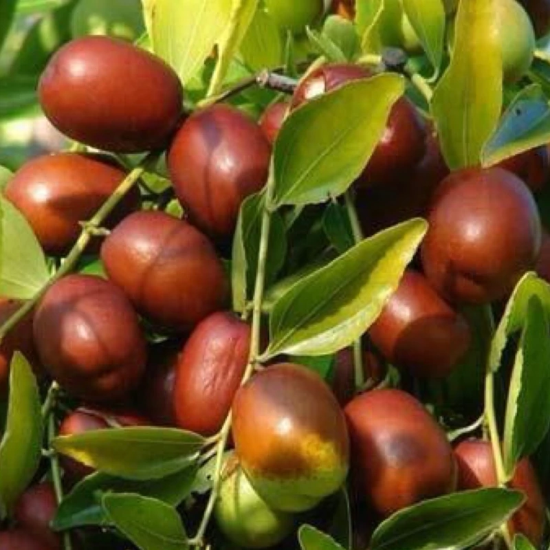 تصویر 3 از خرید و فروش نهال عناب گرمسیری با شرایط فوق العاده
