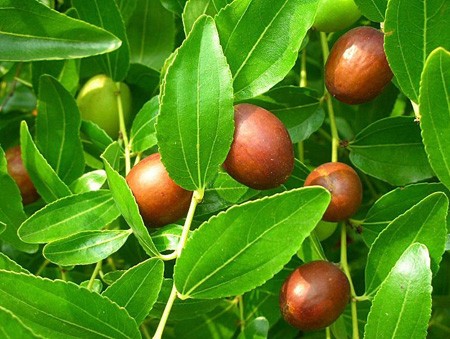 تصویر 4 از فروش نهال عناب درشت + قیمت خرید به صرفه