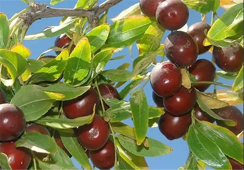 تصویر 5 از فروش نهال عناب درشت + قیمت خرید به صرفه