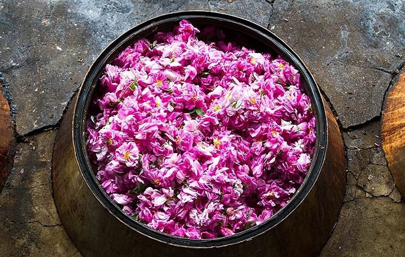 تصویر 3 از خرید و فروش گلاب دو آتیشه ۲۰ لیتری با شرایط فوق العاده