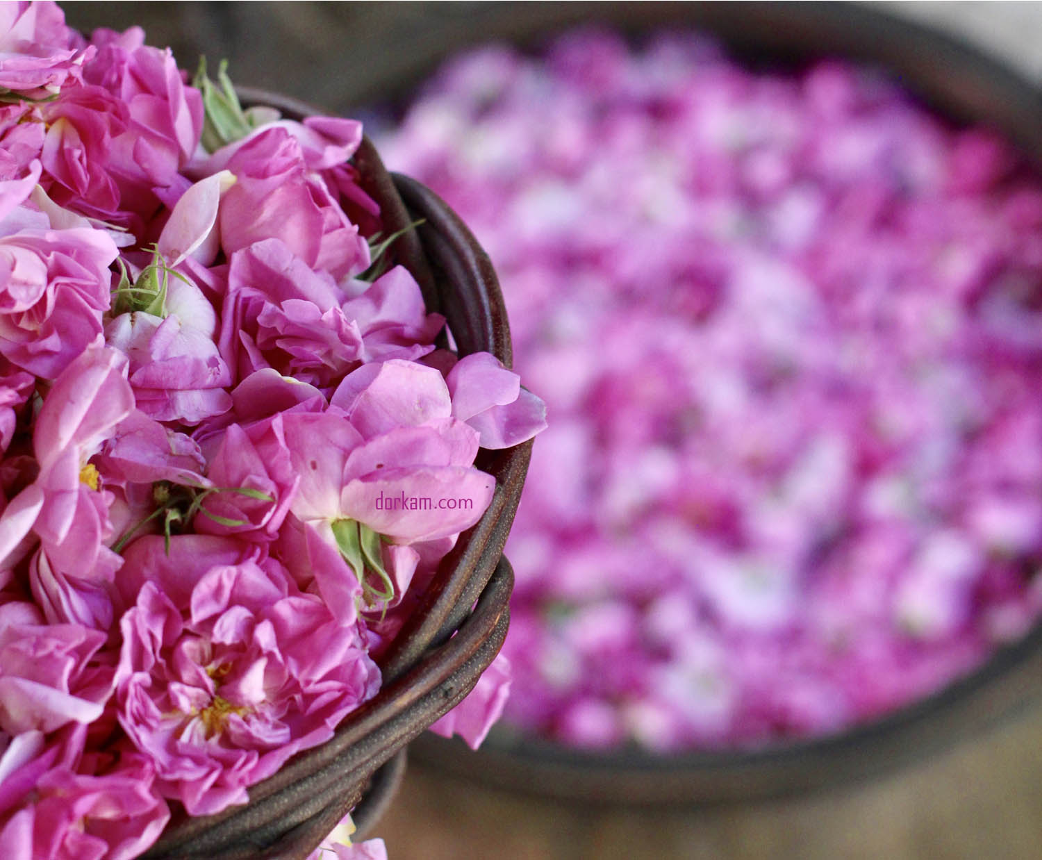 تصویر 4 از خرید گلاب اصل کاشان + قیمت فروش استثنایی