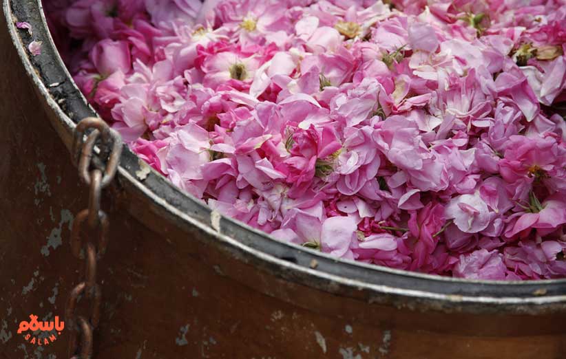 تصویر 5 از خرید گلاب اصل کاشان + قیمت فروش استثنایی