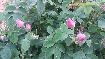 تصویر 2 از خرید غنچه گل محمدی داراب + قیمت فروش استثنایی