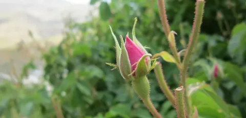 تصویر 4 از فروش غنچه گل محمدی صادراتی + قیمت خرید به صرفه