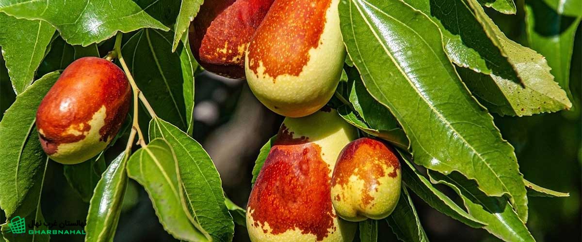 تصویر 2 از خرید و فروش نهال عناب بیرجند با شرایط فوق العاده
