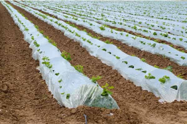 تصویر 5 از قیمت خرید نایلون کشاورزی دزفول با فروش عمده