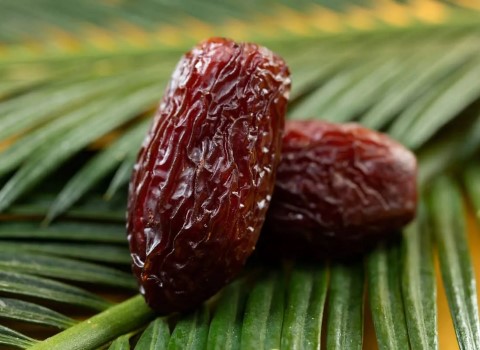 فروش خرما مجول