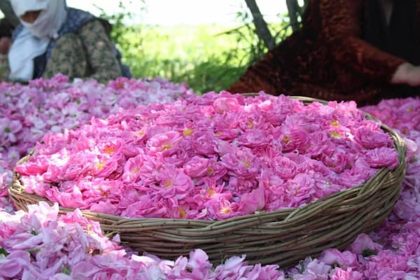تصویر 5 از قیمت گل محمدی شیراز + خرید باور نکردنی