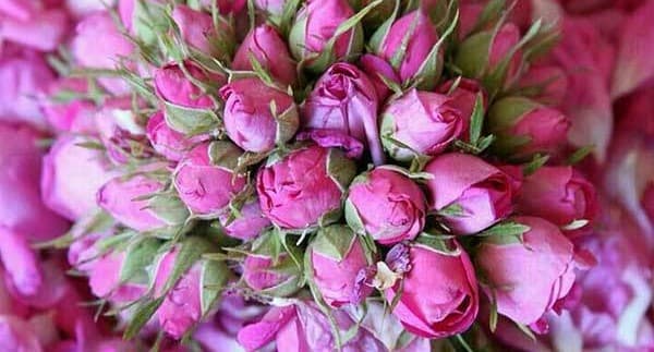 تصویر 1 از قیمت گل محمدی اصل با کیفیت ارزان + خرید عمده