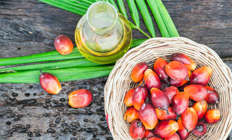 تصویر 4 از خرید و فروش روغن هسته خرما خوراکی با شرایط فوق‌العاده
