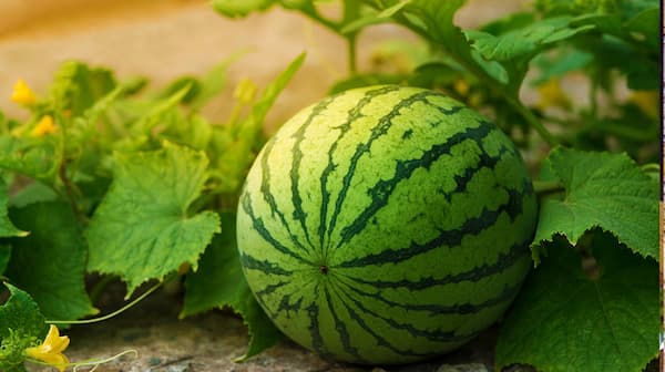 تصویر 5 از قیمت هندوانه نیم بیضی با کیفیت ارزان + خرید عمده